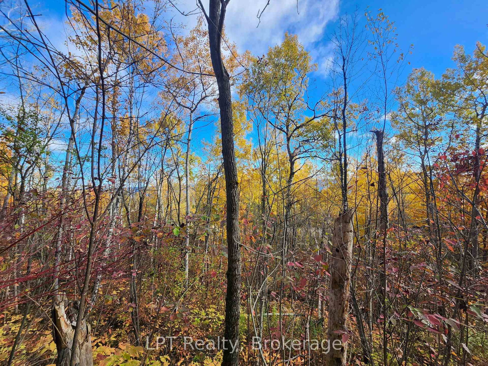 LT 15 Plan 834 Grey Road 1 • Georgian Bluffs, ON photo 18