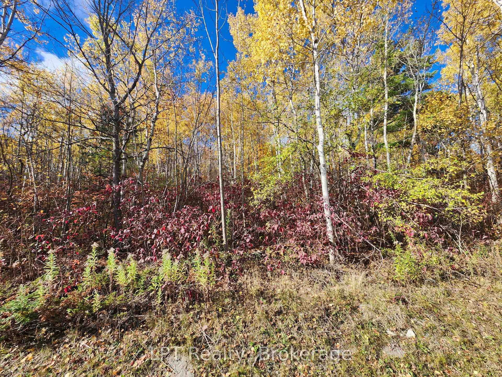 LT 15 Plan 834 Grey Road 1 • Georgian Bluffs, ON photo 4