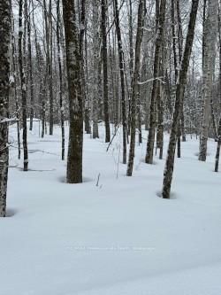 0 Providence Dr, Algonquin Highlands, K0M 1S0 | Image 2