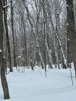 0 Providence Dr, Algonquin Highlands, K0M 1S0 | Image 3