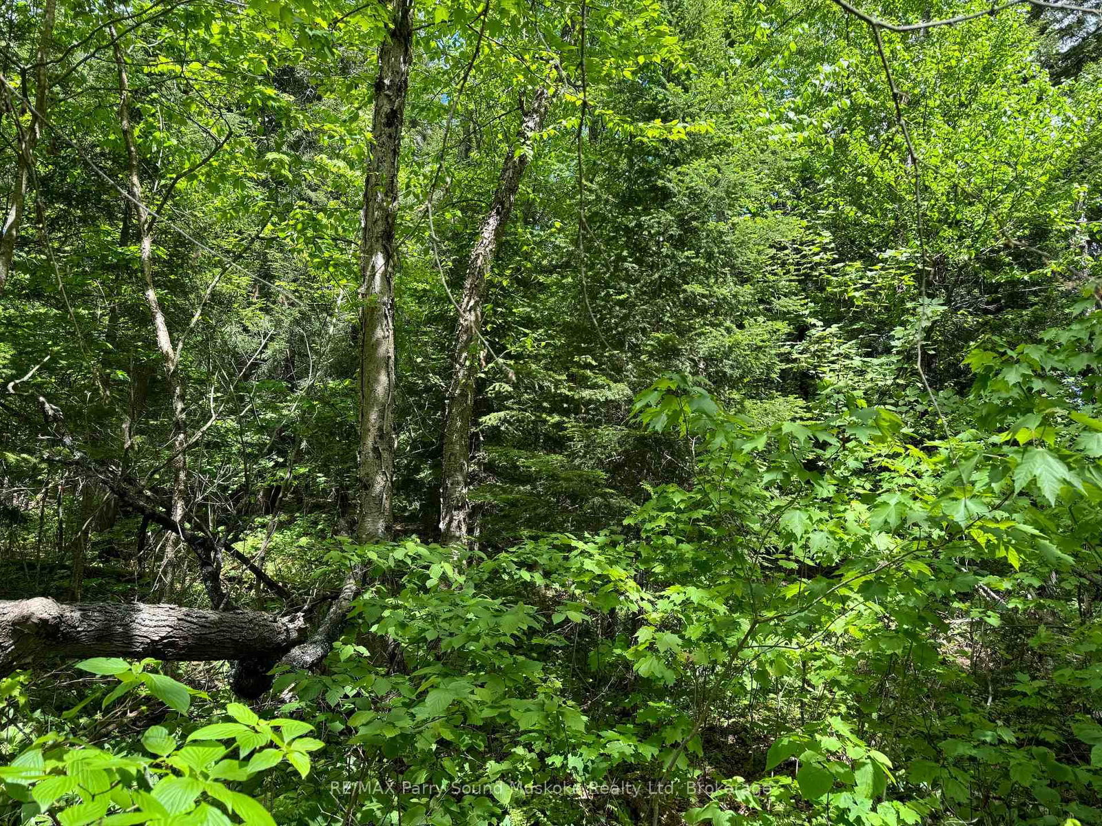 1-22342 East Road • Parry Sound Remote Area, ON photo 11