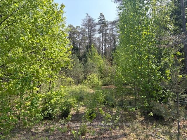 147 SO HO MISH Road • Perry, ON photo 7