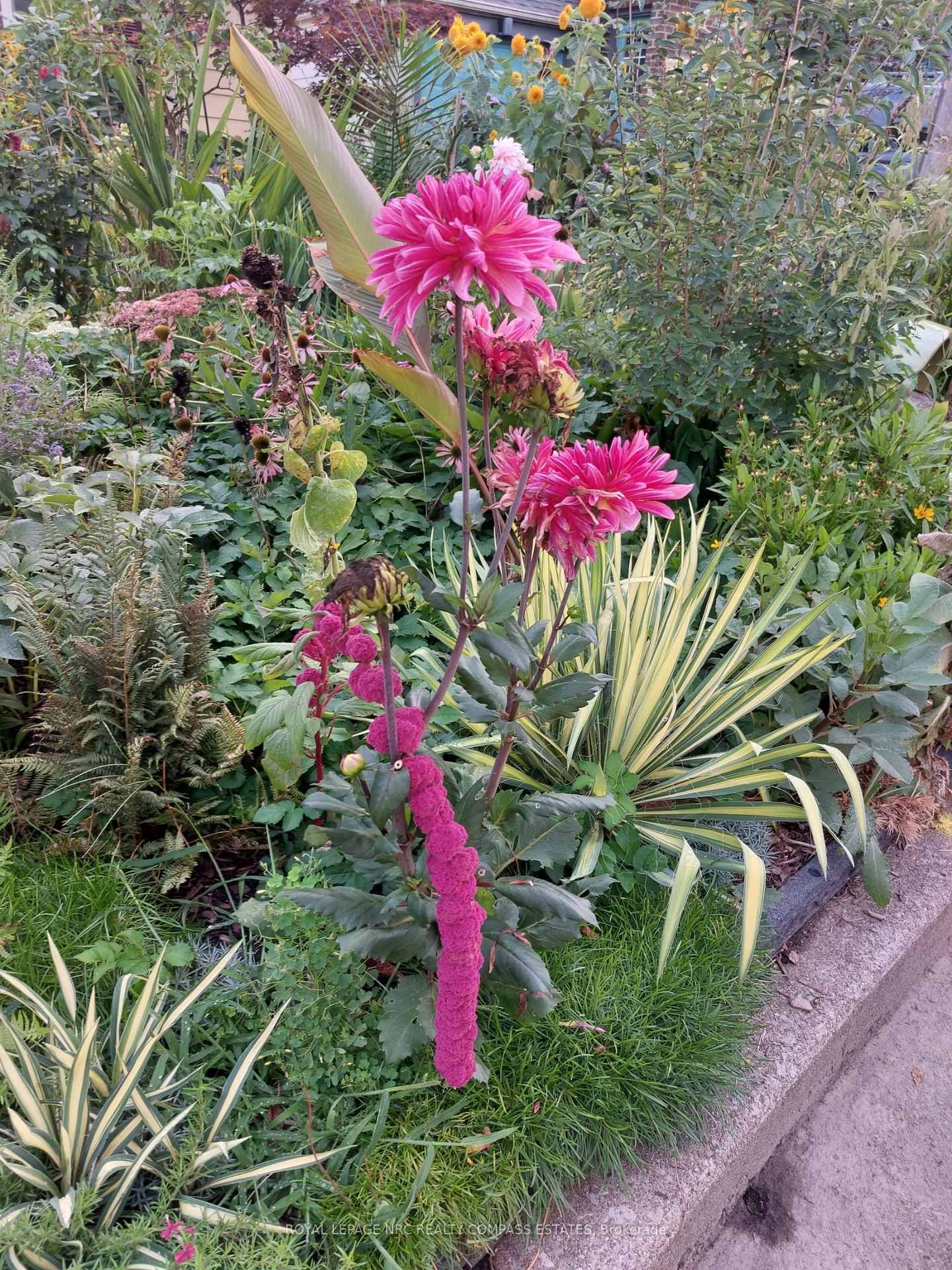 Detached House for sale at 31 Queen Mary Drive, St. Catharines, Ontario, L2R 2J3 - Downtown - MLS: X12945160