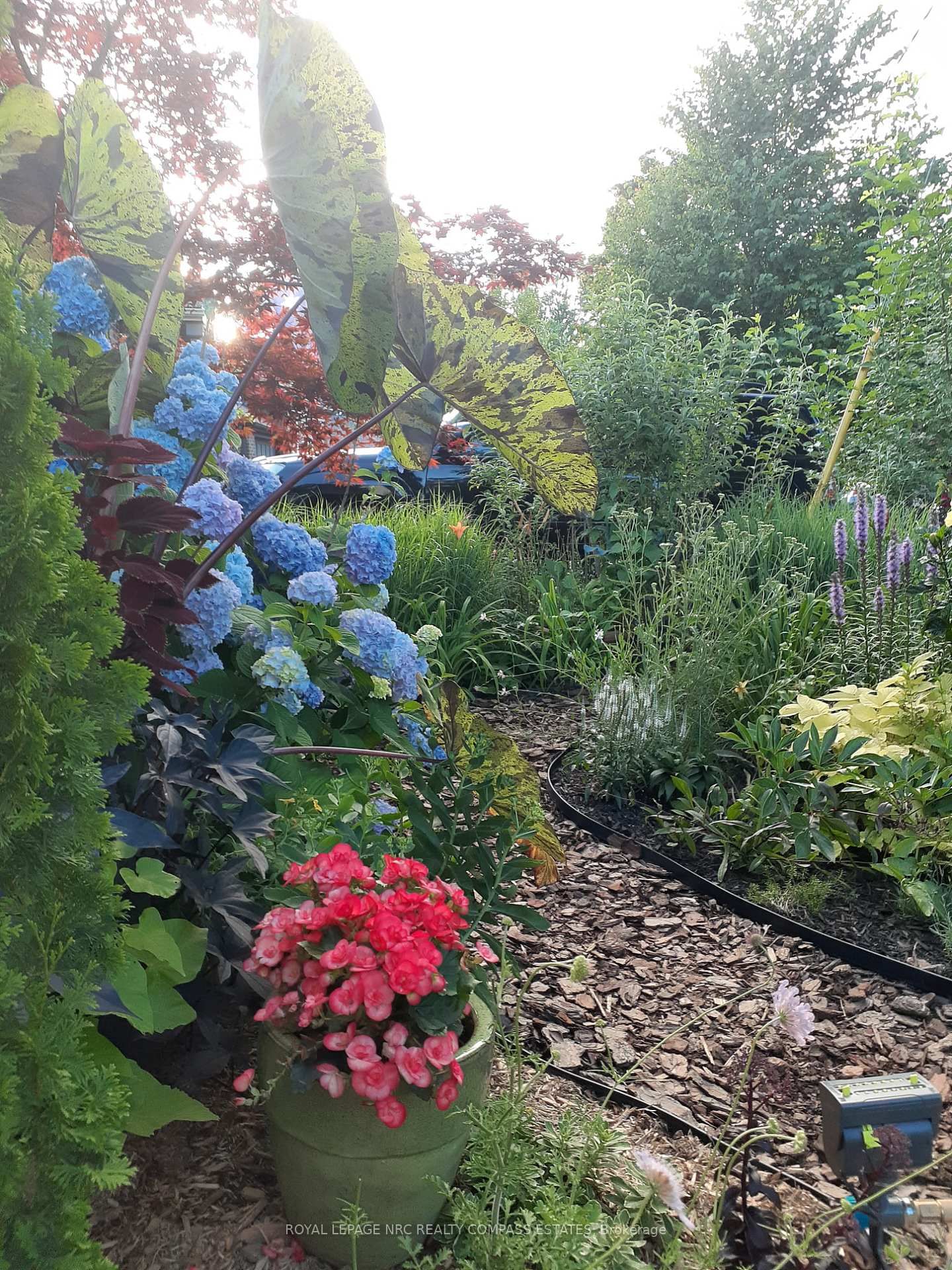 Detached House for sale at 31 Queen Mary Drive, St. Catharines, Ontario, L2R 2J3 - Downtown - MLS: X12945160