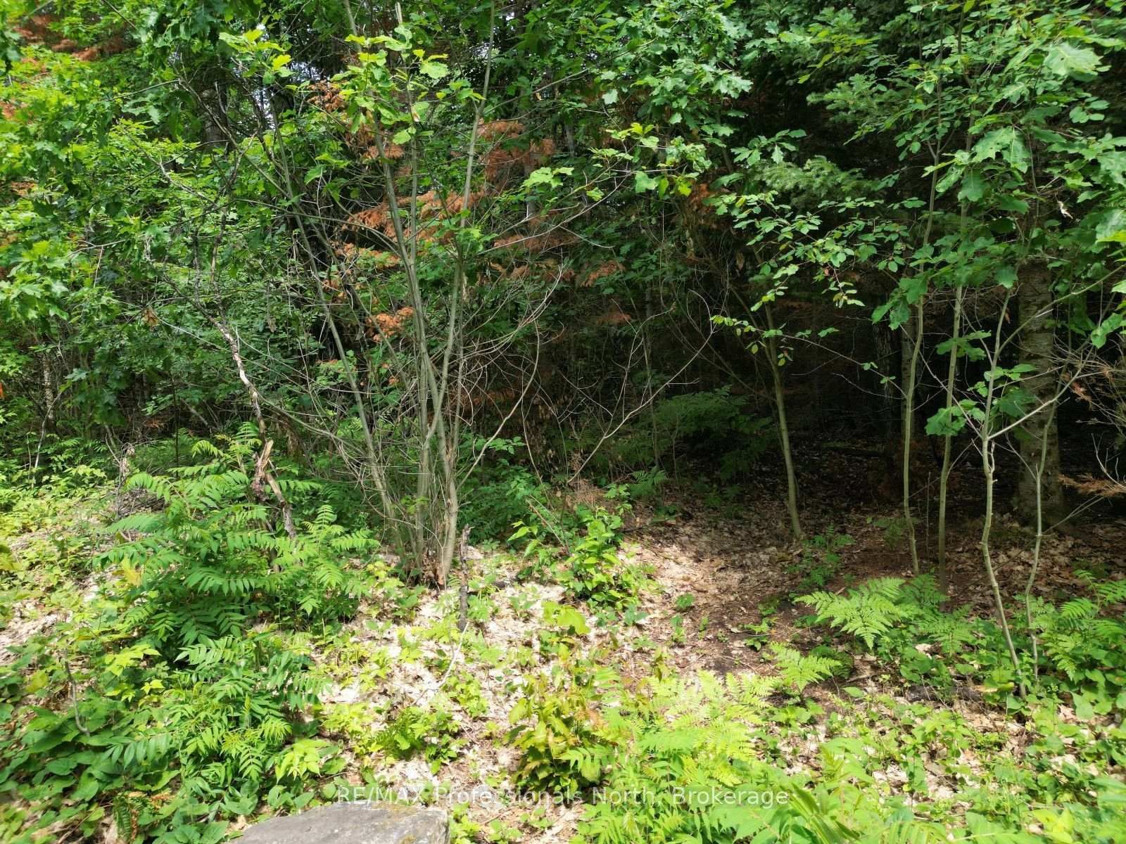 0 Halls Lake Road • Algonquin Highlands, ON photo 17