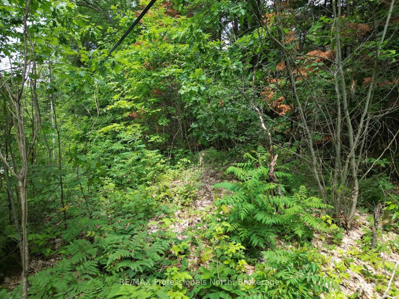 0 Halls Lake Road • Algonquin Highlands, ON photo 18