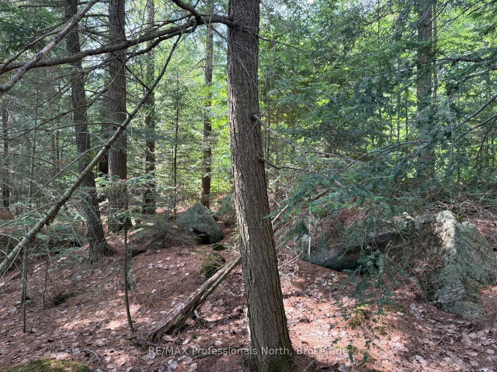 0 Halls Lake Road • Algonquin Highlands, ON photo 27