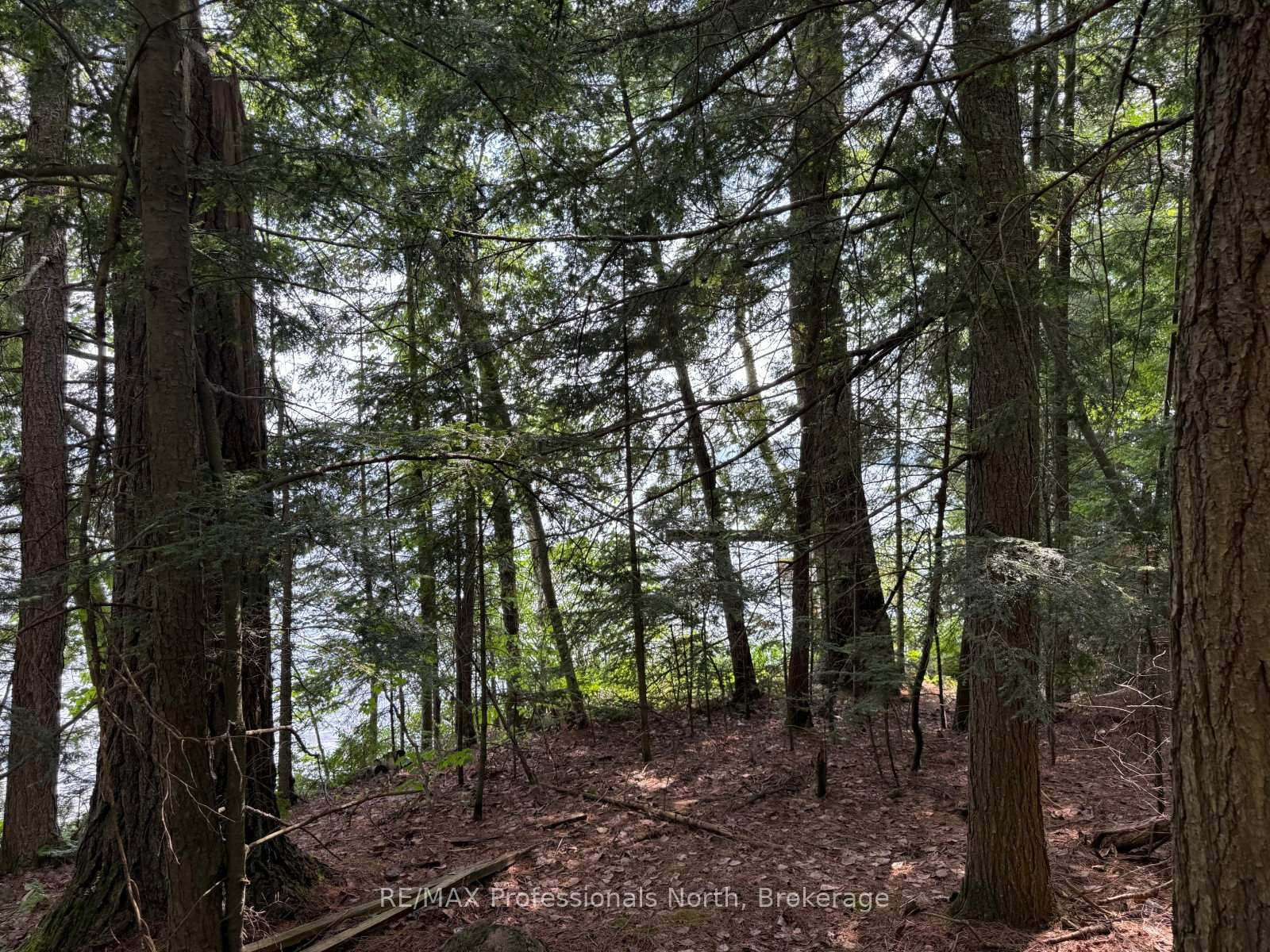 0 Halls Lake Road • Algonquin Highlands, ON photo 29