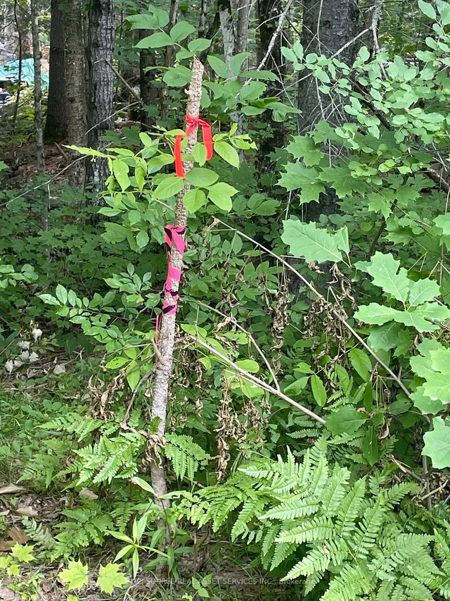 Part 2 - 00 Rye Road