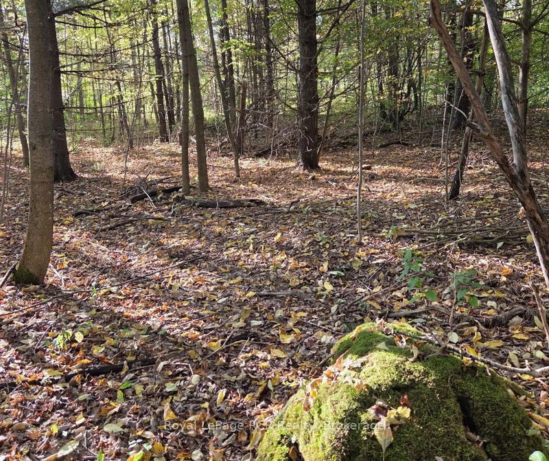 N/A Simpson, Grey Highlands, N0C 1E0 | Image 3