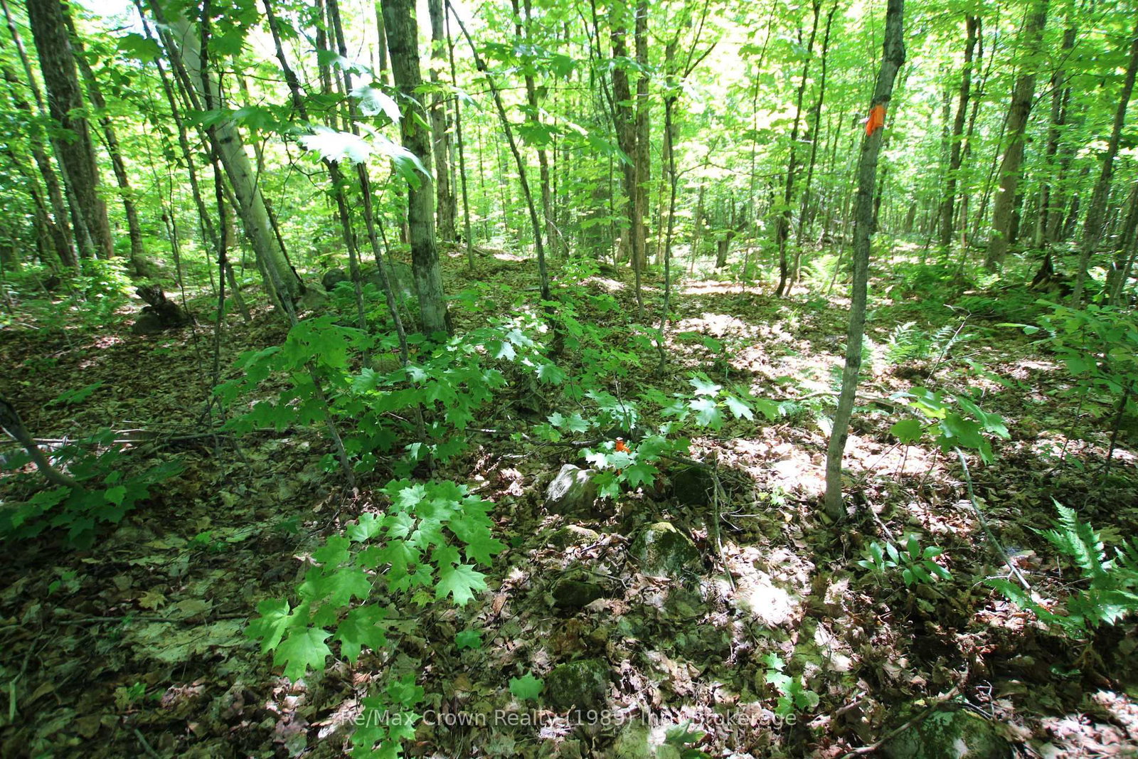 0 534 Highway • Parry Sound Remote Area, ON photo 12