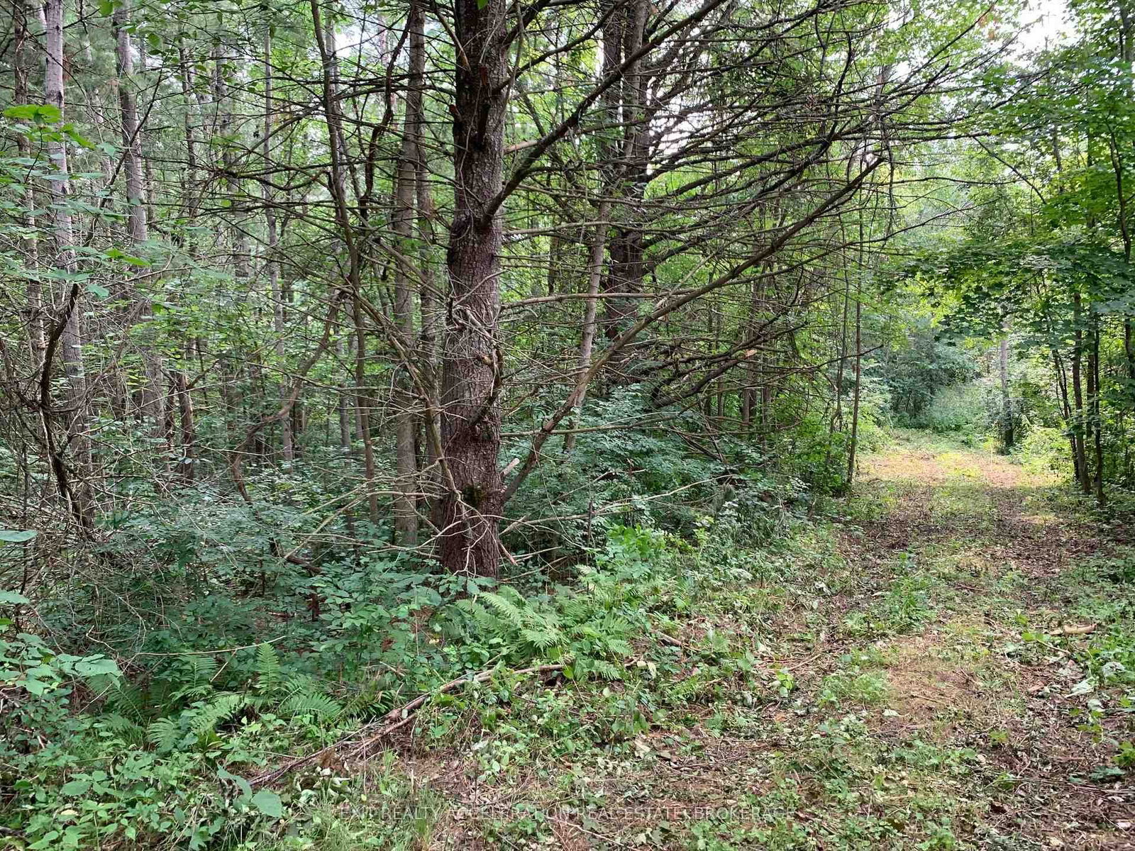 00 Con11 Pine Grove Road • Greater Napanee, ON photo 6