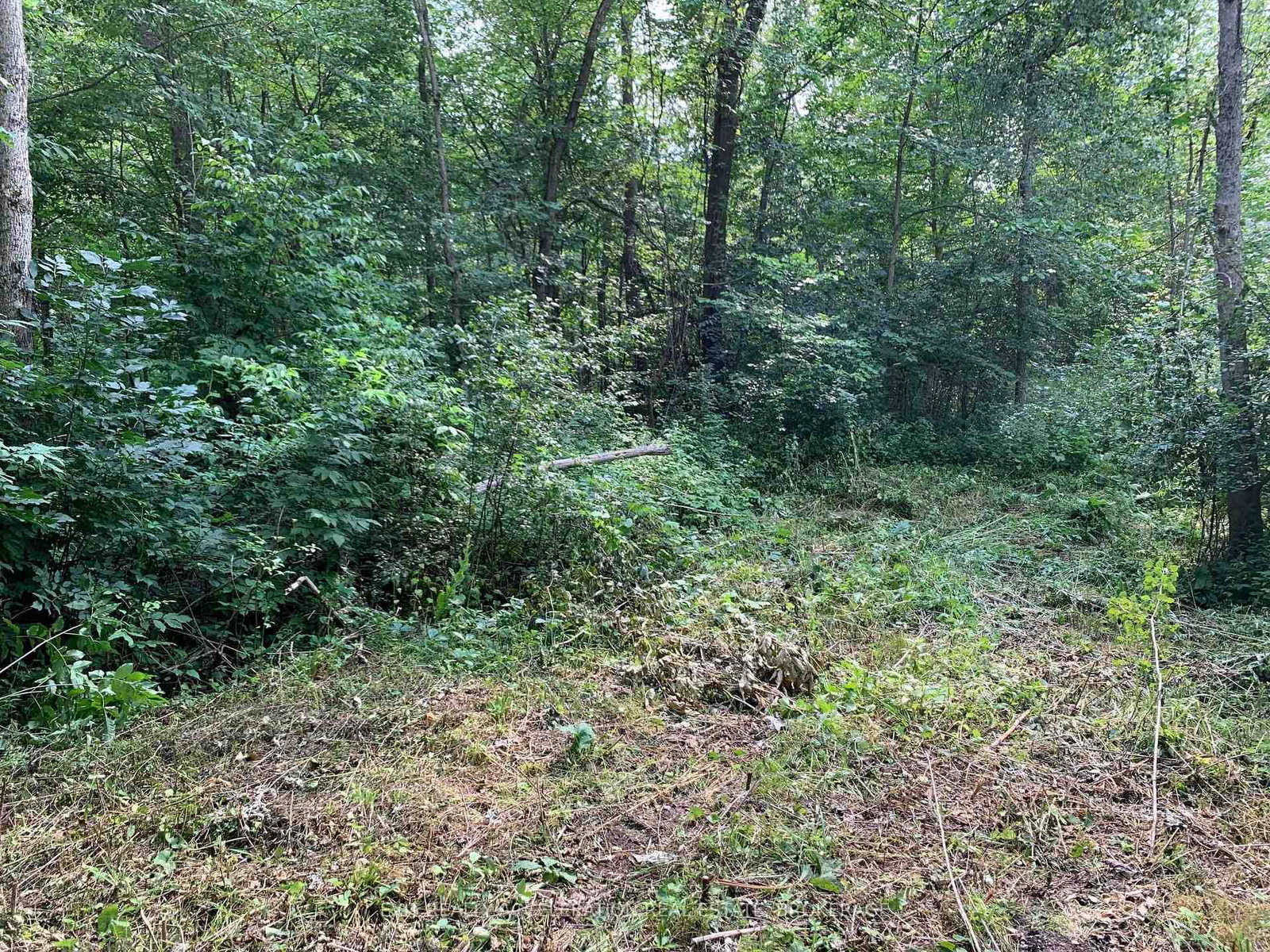 00 Con11 Pine Grove Road • Greater Napanee, ON photo 8