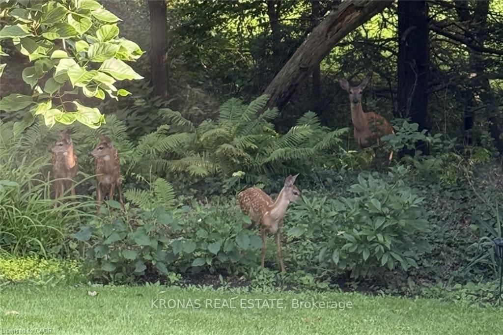 17 Patrice Court - Photo 36