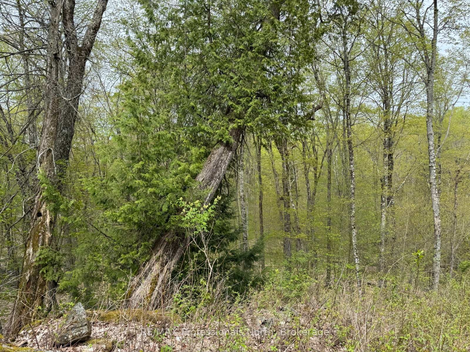 Lot 166 Glen Lake Court • Dysart et al, ON photo 10