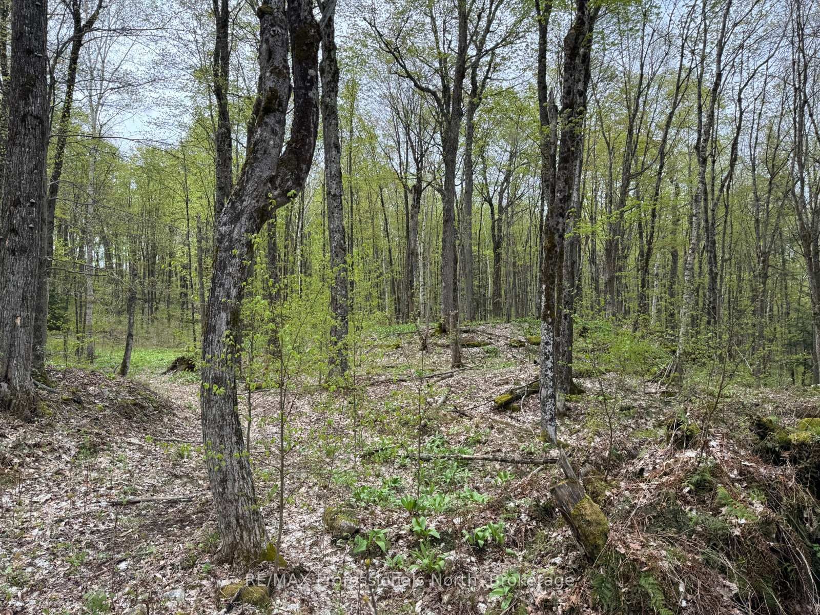 Lot 166 Glen Lake Court • Dysart et al, ON photo 12