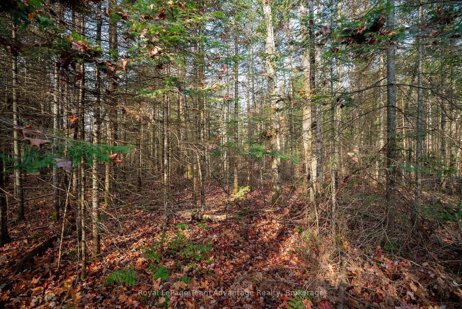181 Clarkes Lane • Huntsville, ON photo 19