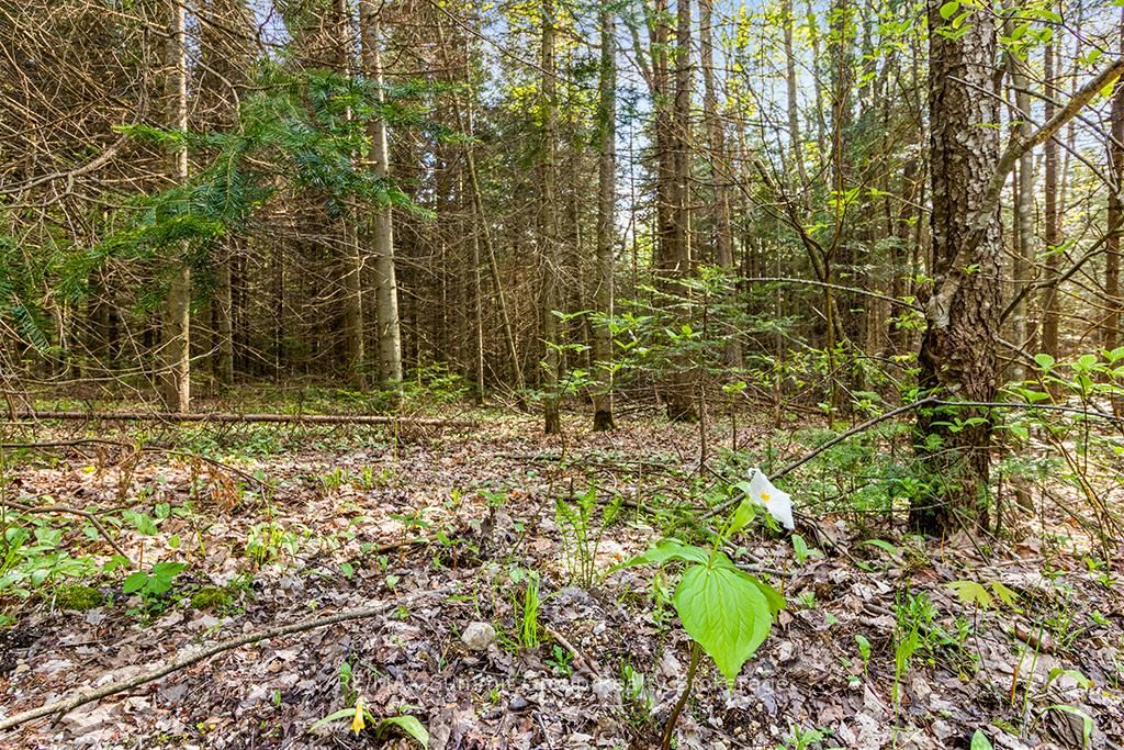 132 SOUTH VIEW Lane • Grey Highlands, ON photo 18