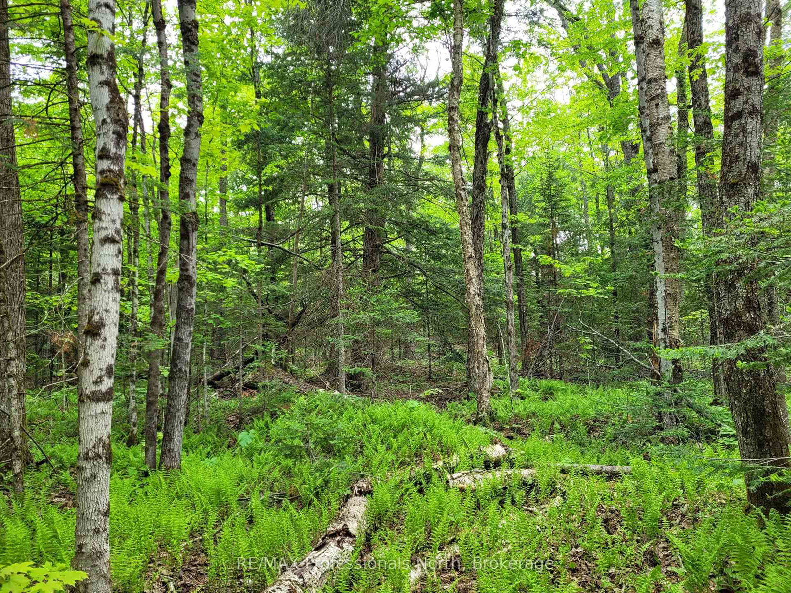TBD Gelert Road • Minden Hills, ON photo 4