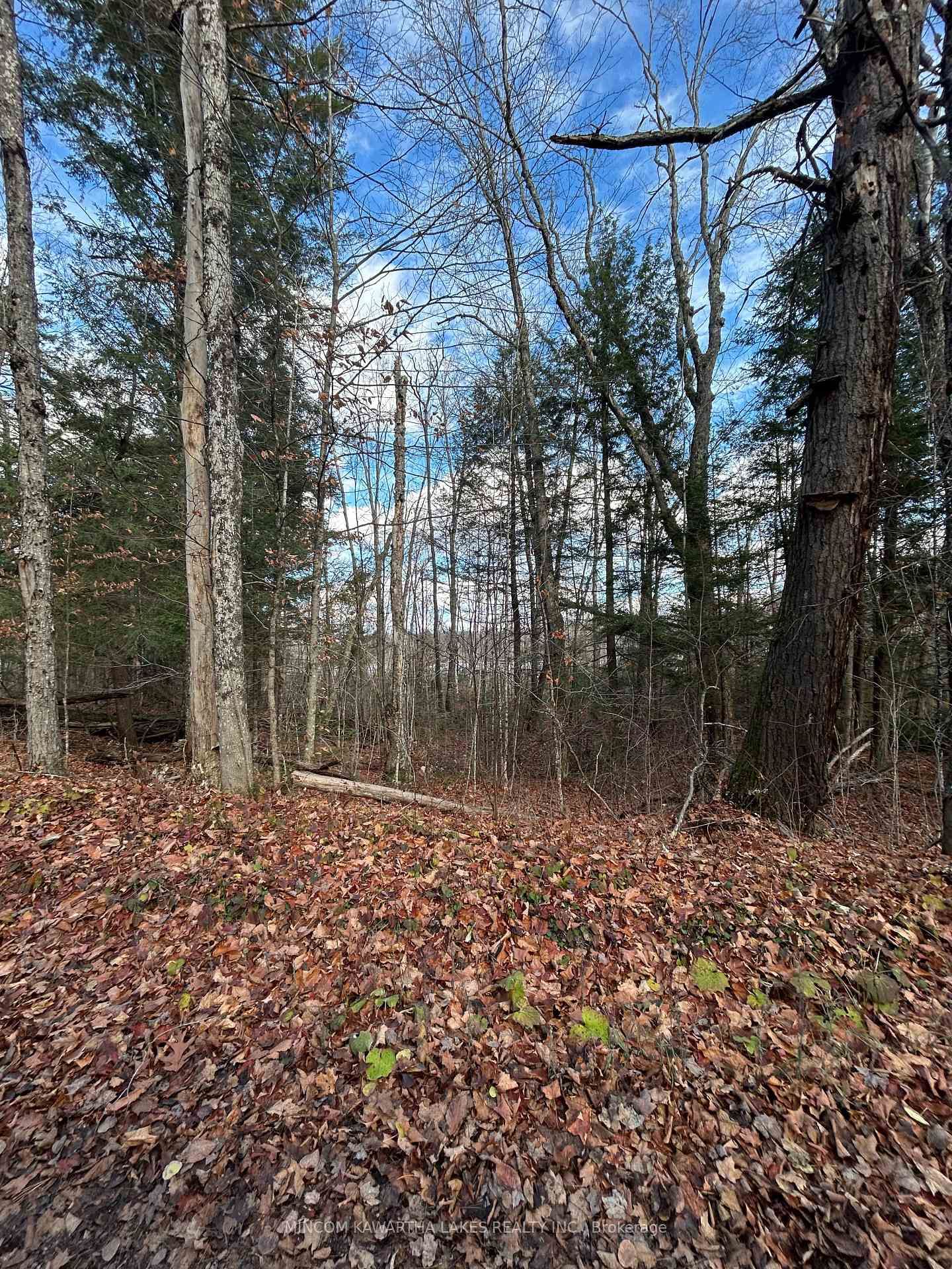 00 Mill Lake Road • North Kawartha, ON photo 16