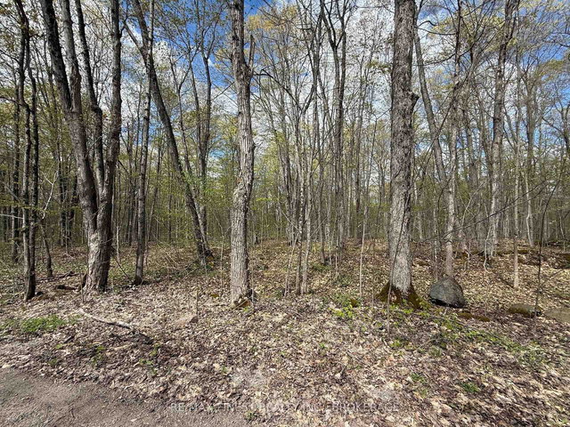 162 Black Rapids Road