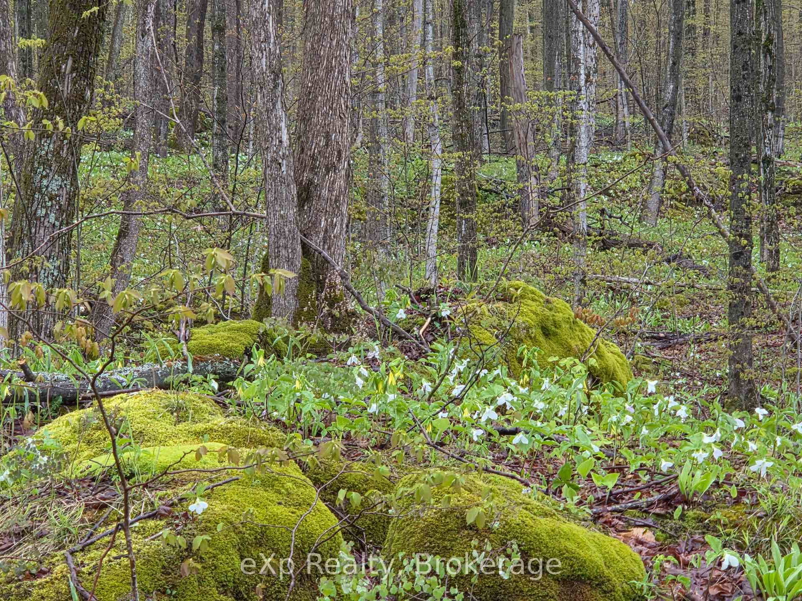 PT LT 14 2nd Concession Road N • Meaford, ON photo 10