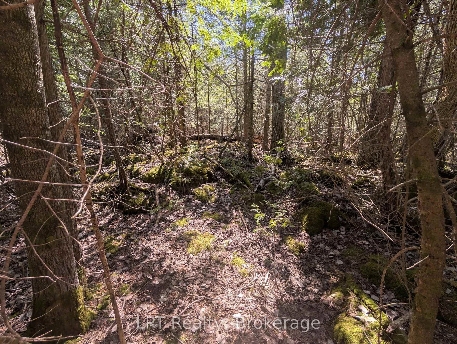 Lot 10 Trillium Crossing • Northern Bruce Peninsula, ON photo 16