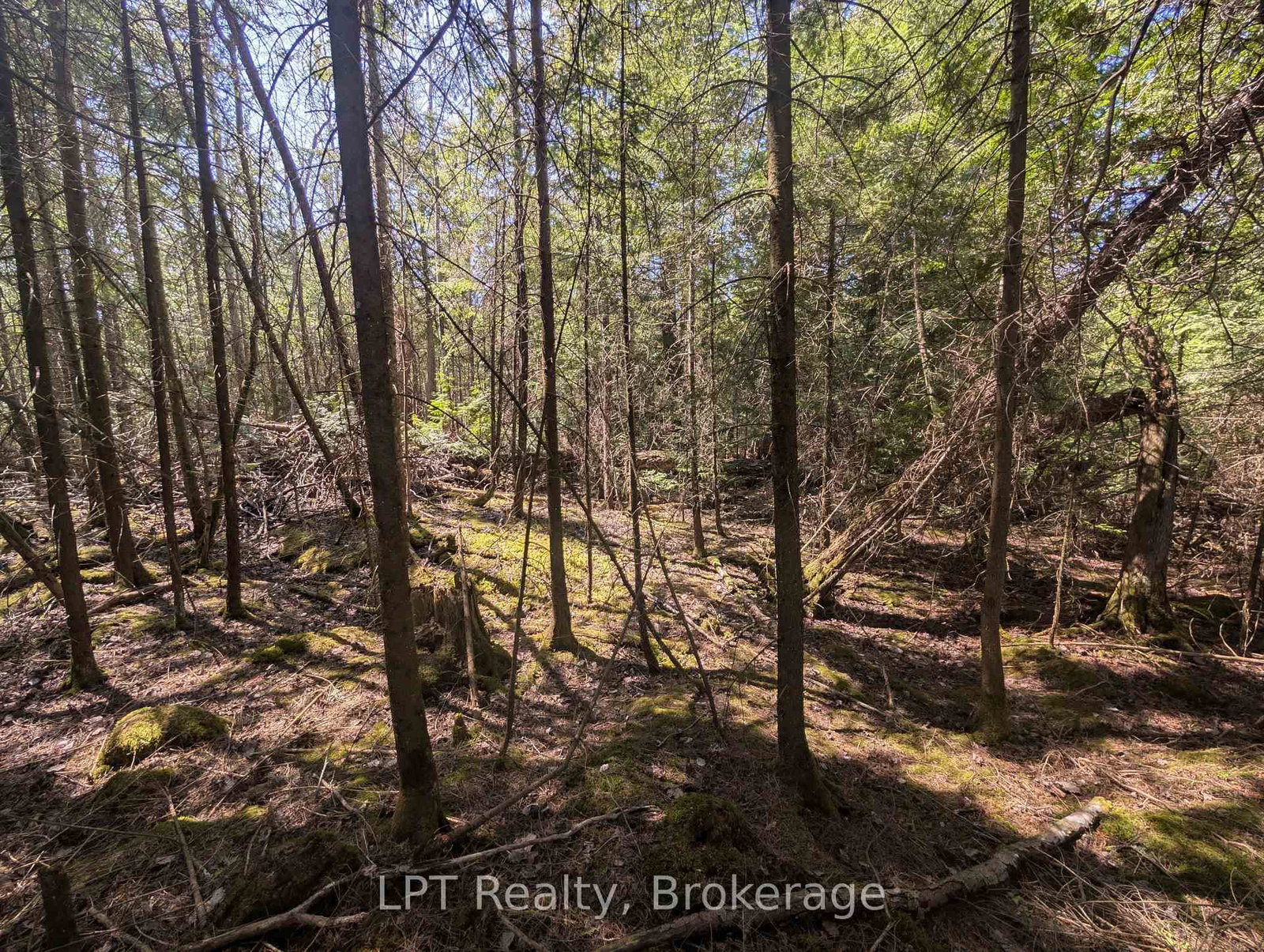 Lot 10 Trillium Crossing • Northern Bruce Peninsula, ON photo 17