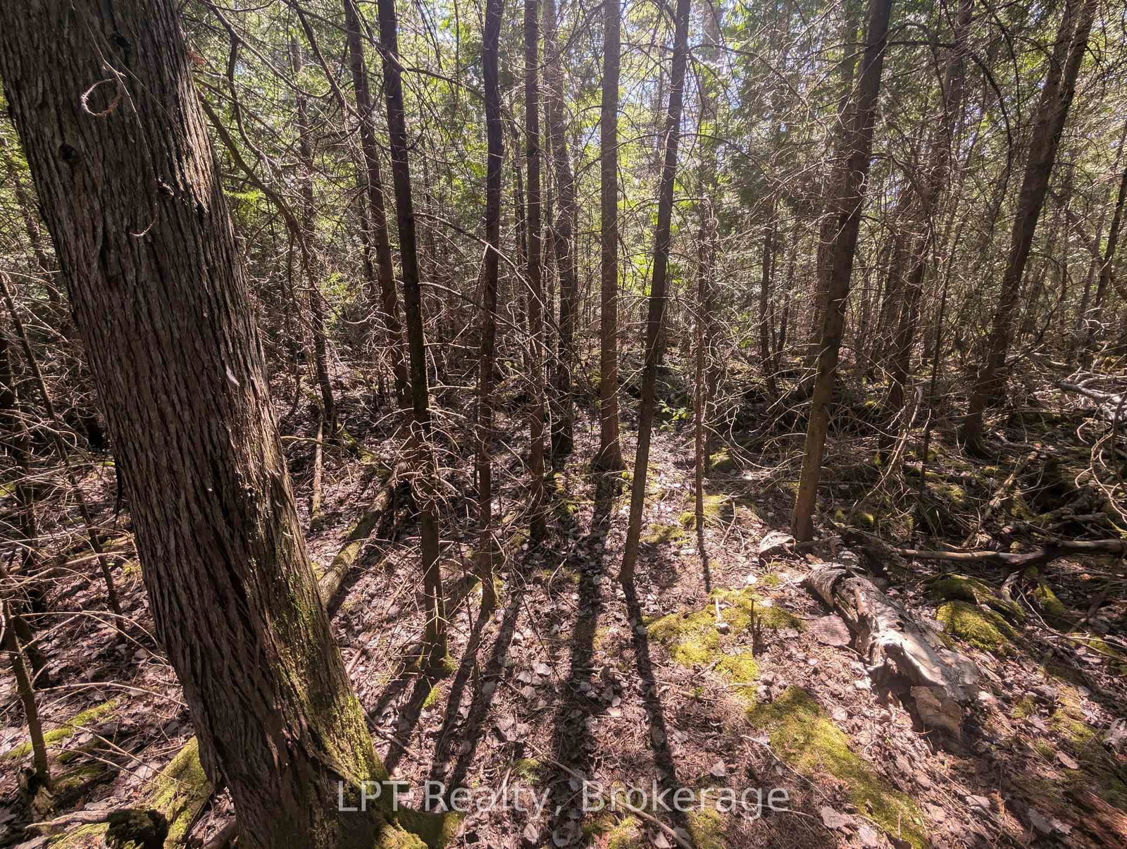 Lot 10 Trillium Crossing • Northern Bruce Peninsula, ON photo 18