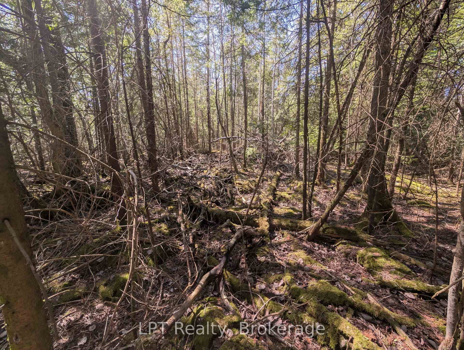 Lot 10 Trillium Crossing • Northern Bruce Peninsula, ON photo 19
