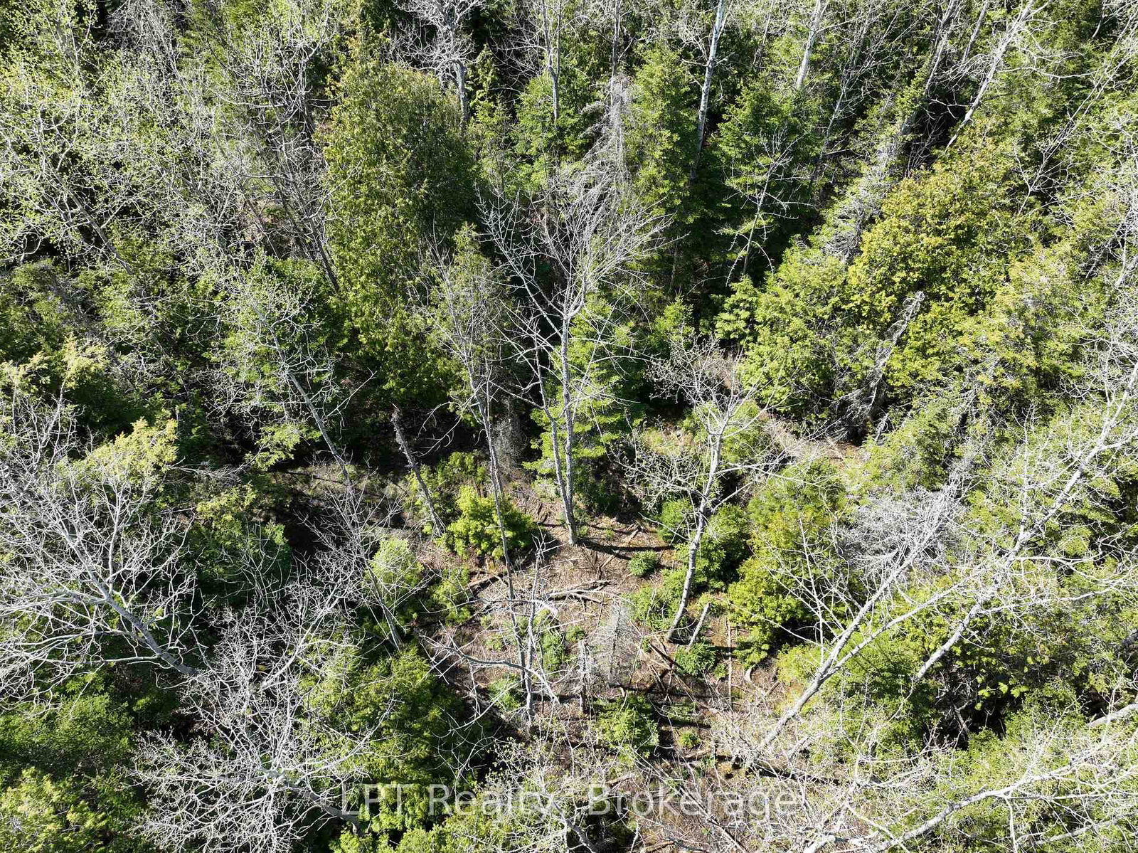 Lot 10 Trillium Crossing • Northern Bruce Peninsula, ON photo 6