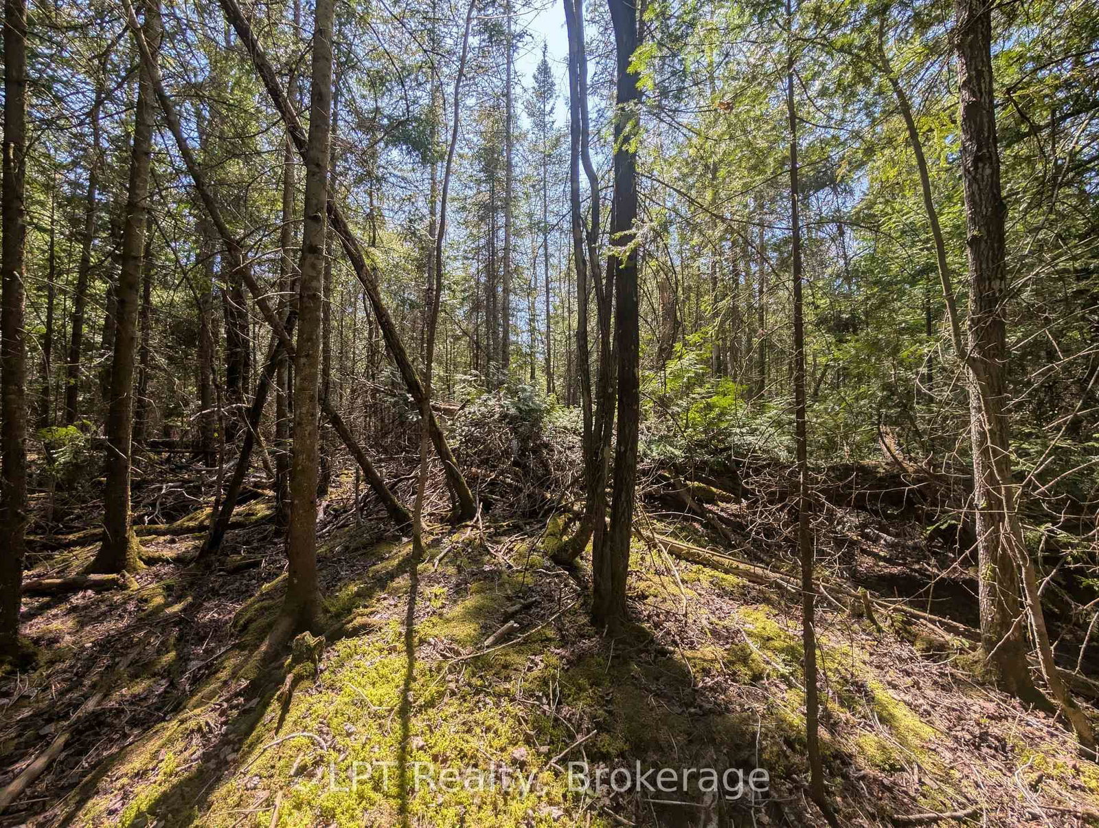 Lot 10 Trillium Crossing • Northern Bruce Peninsula, ON photo 8