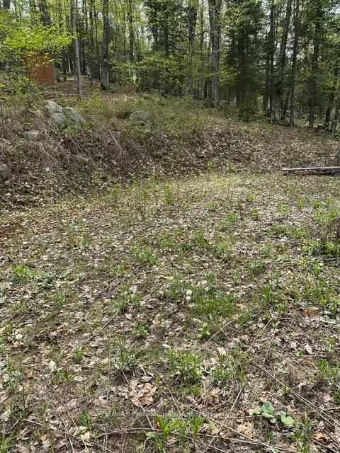 TBD Bushwolf Lake Road