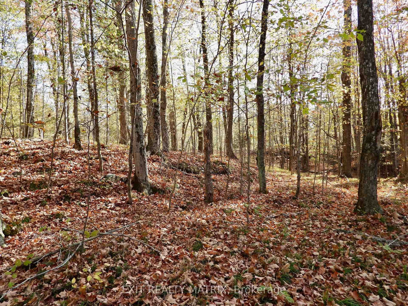 Lot 1 Woodland Park, Arden, Ontario K0H 1B0
