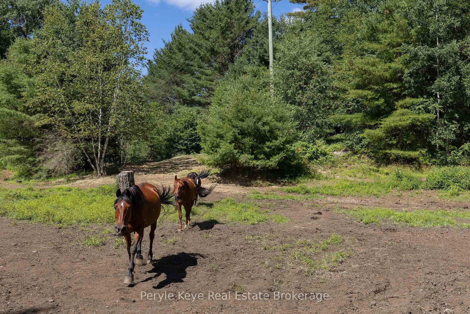 2322 Old Muskoka Road • Huntsville, ON photo 4