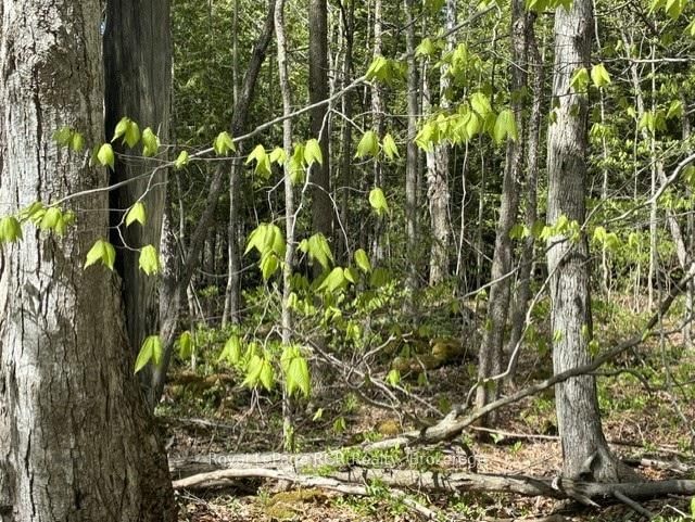 N/A SUTTER ROAD Road W • Northern Bruce Peninsula, ON photo 11