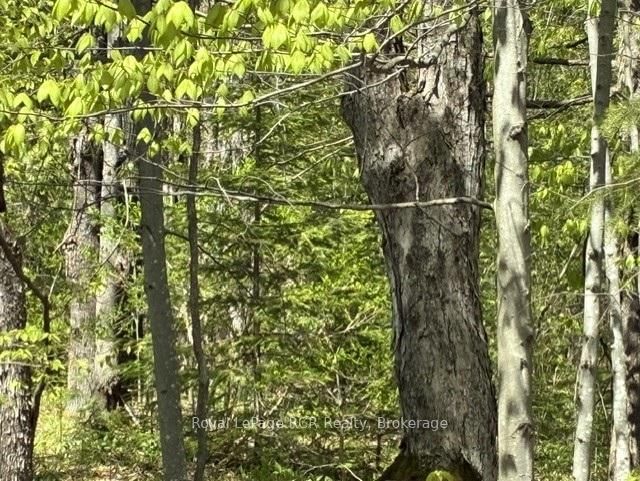 N/A SUTTER ROAD Road W • Northern Bruce Peninsula, ON photo 13
