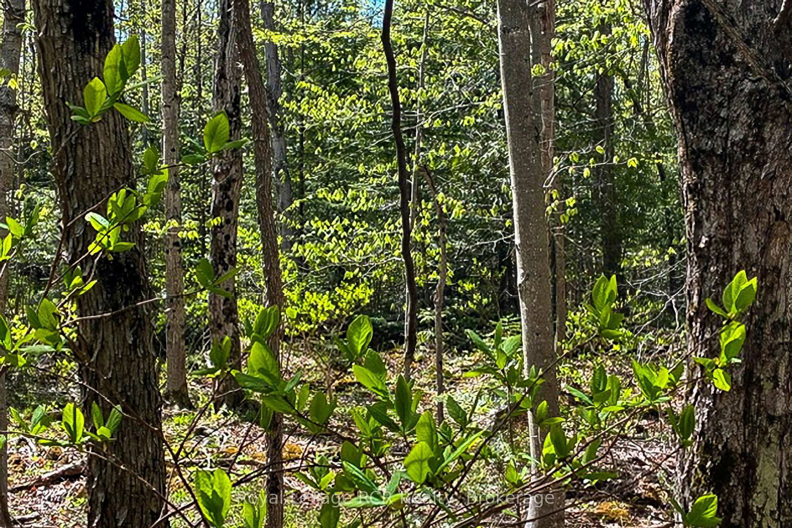 N/A SUTTER ROAD Road W • Northern Bruce Peninsula, ON photo 41