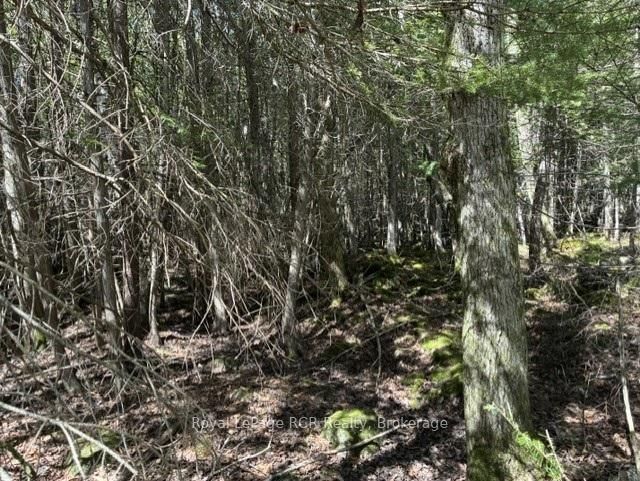 N/A SUTTER ROAD Road W • Northern Bruce Peninsula, ON photo 45