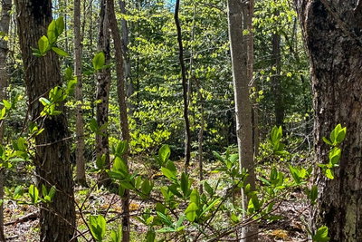 N/A SUTTER ROAD Road W • Northern Bruce Peninsula, ON photo 8