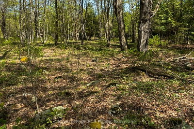 N/A SUTTER ROAD Road W • Northern Bruce Peninsula, ON photo 9