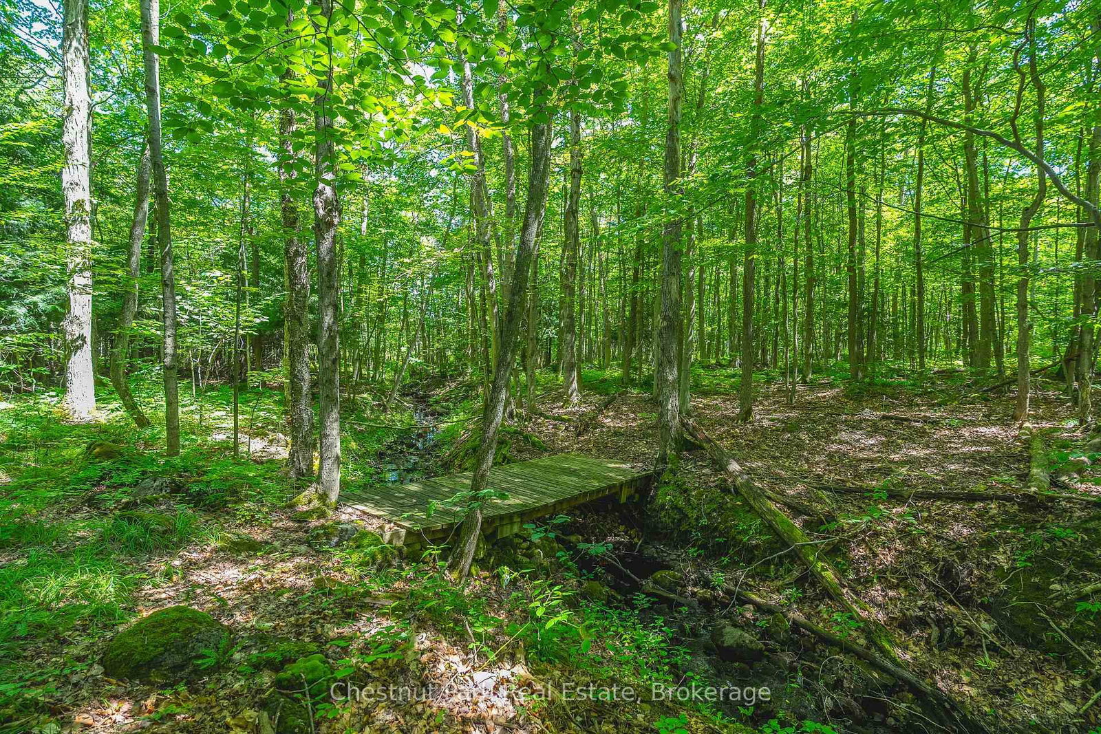 600380 Sideroad 50 N • Chatsworth, ON photo 45