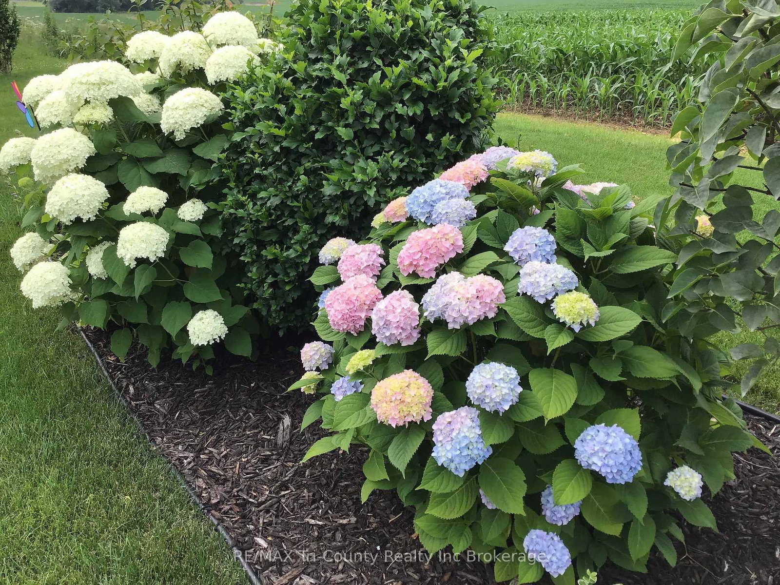31 Morning Glory Drive • Tillsonburg, ON photo 15