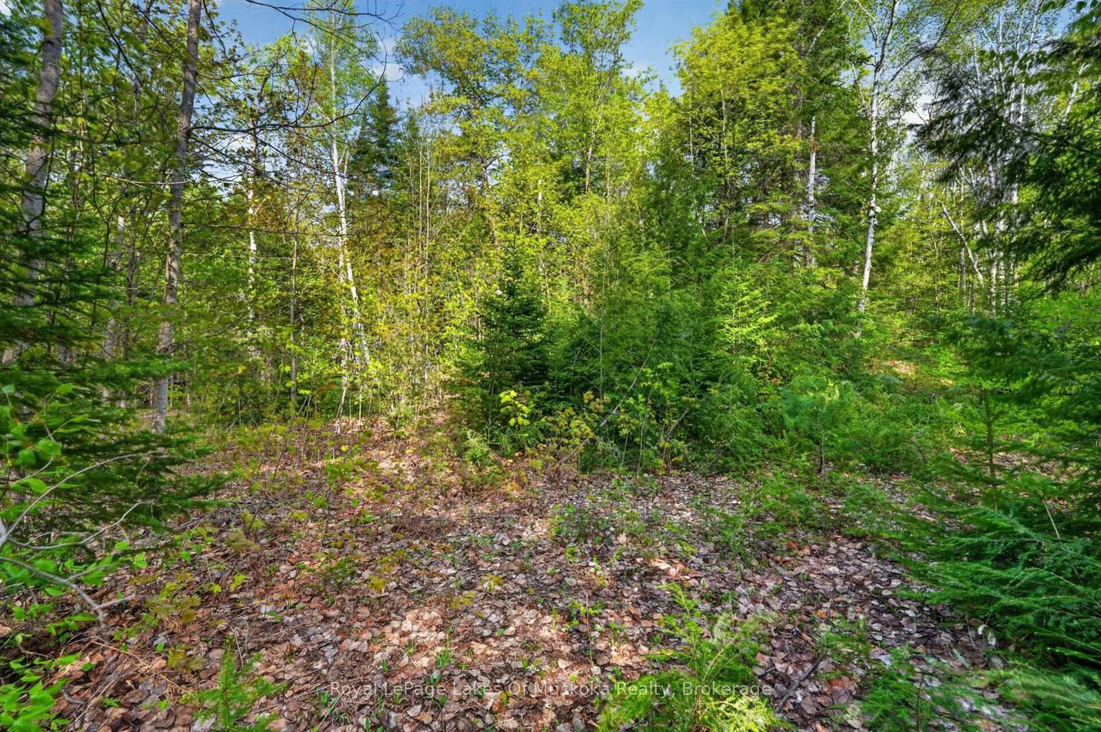 Pt Lot 8 Con 7 Echo Ridge Road • Kearney, ON photo 19