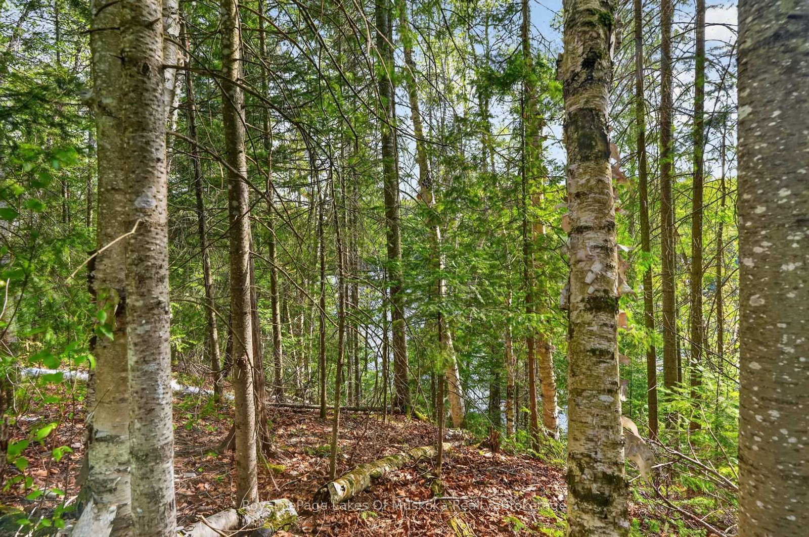 Pt Lot 8 Con 7 Echo Ridge Road • Kearney, ON photo 21