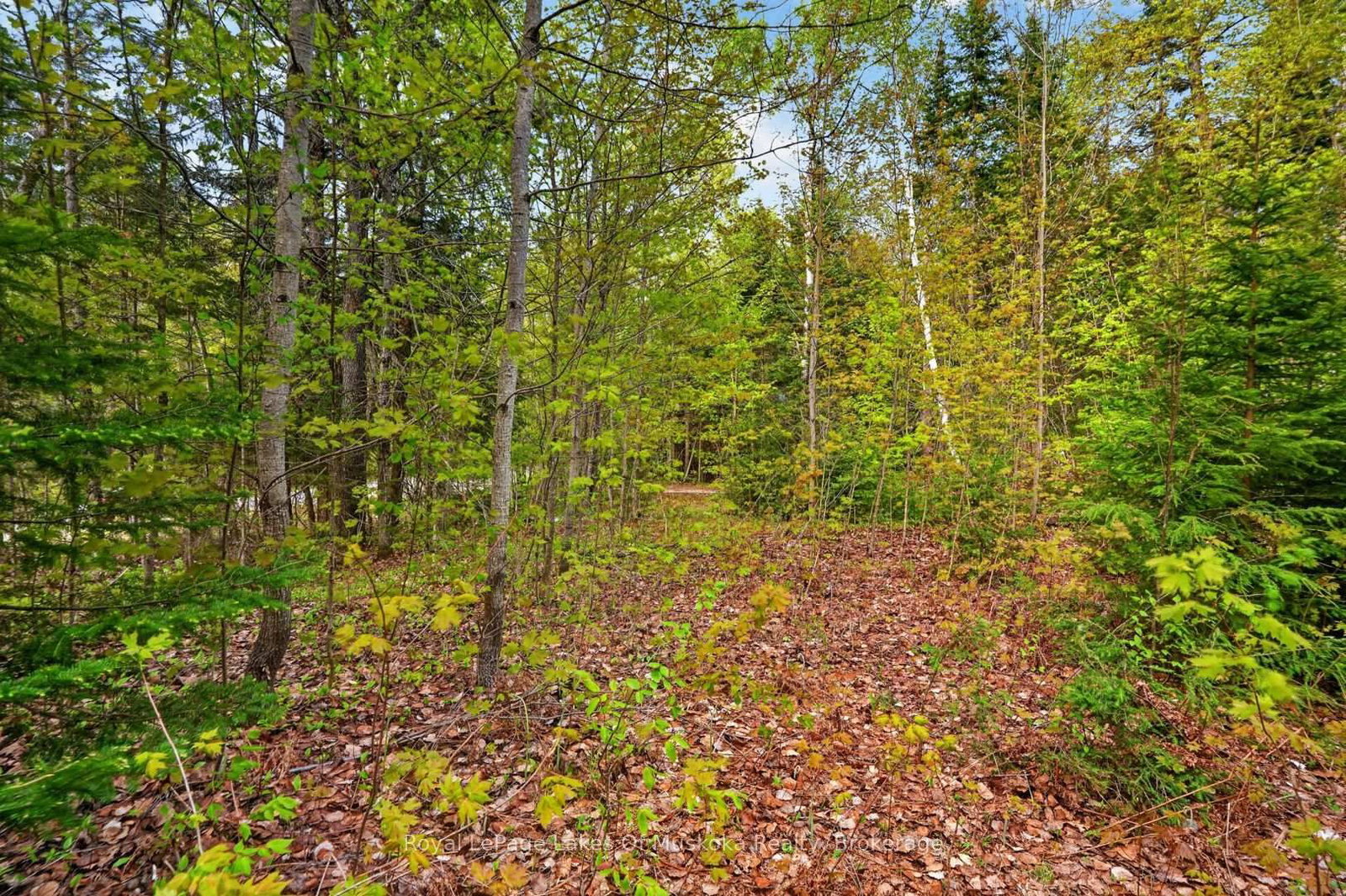 Pt Lot 8 Con 7 Echo Ridge Road • Kearney, ON photo 22