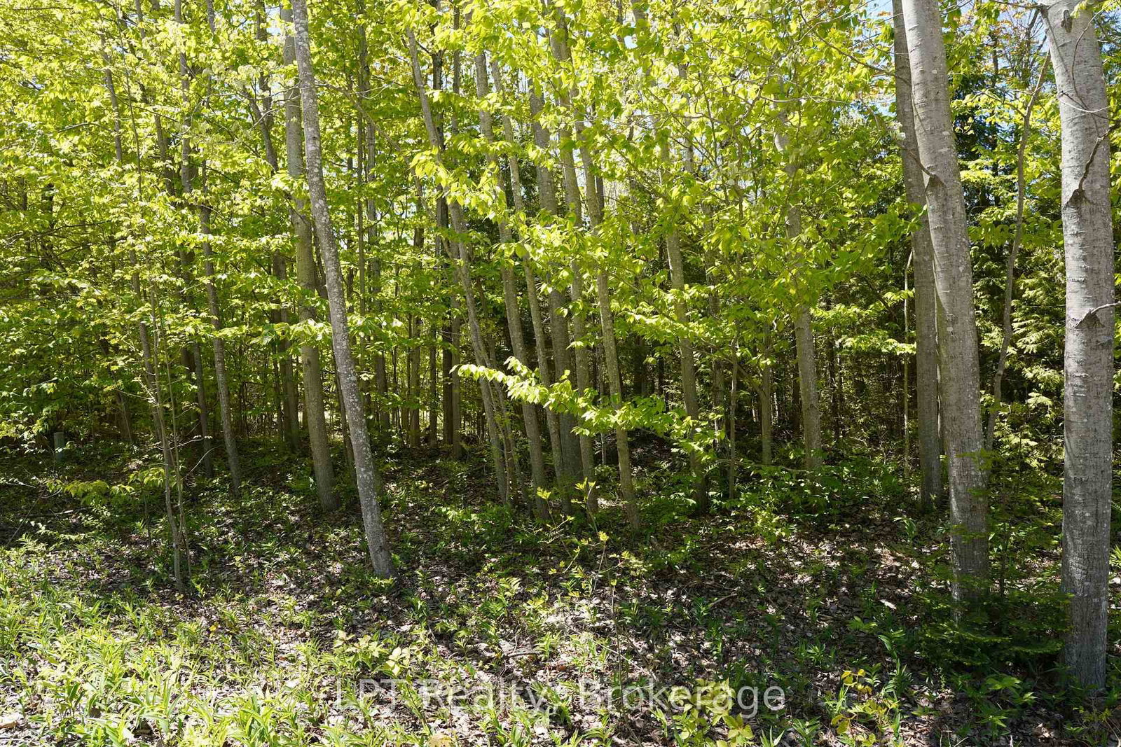 40 Old Red Bay Road • South Bruce Peninsula, ON photo 12