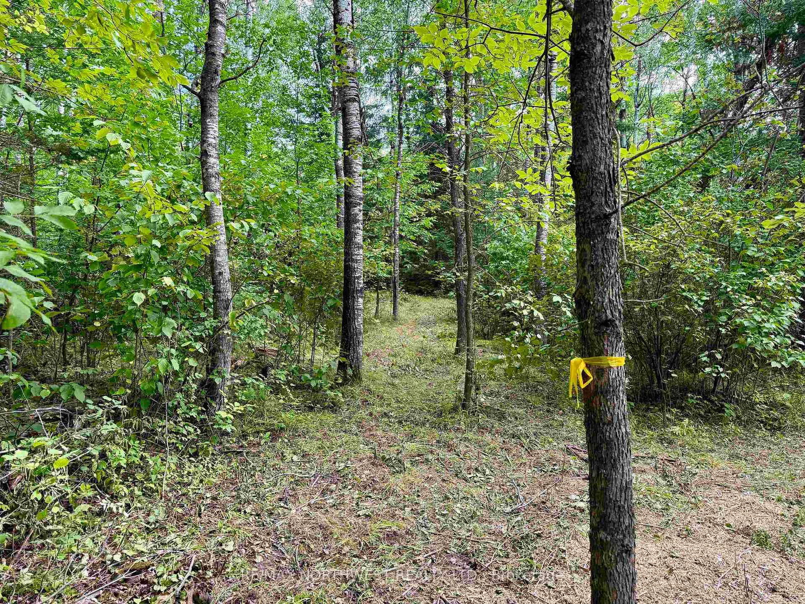 3 Battigelli Drive • Kenora, ON photo 8