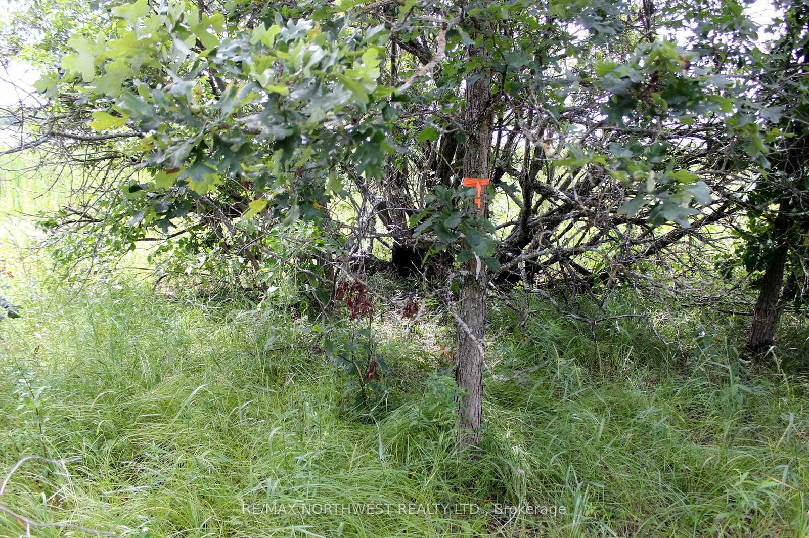 222 MORRISON RD • Lake of the Woods, ON photo 22