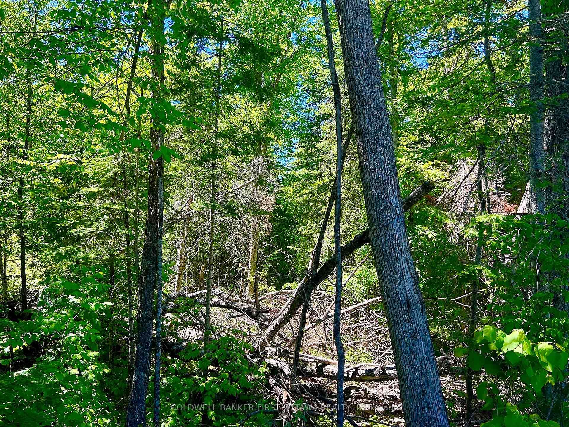 00 Buckshot Lake Road